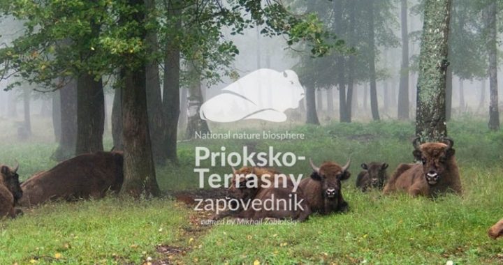 WWFF expedition R3ARS to Prioksko-Terrasny Reserve 29 September - 2 October 2020